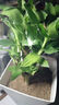 绿有意步步高观音竹富贵荷花竹水养土培盆栽室内桌摆植物吸甲醛水培植物 步步高富贵竹（灰色繁星盆） 含盆 实拍图