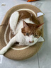 珍宠星球剑麻猫抓板耐磨不掉屑耐抓全剑麻猫爪板猫窝一体猫咪磨爪板超大号 实拍图