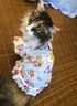 阿莫尔猫咪衣服夏季薄款网纱飞袖裙可牵引金渐层布偶幼猫宠物狗狗防掉毛 蘑菇飞袖裙 M(建议5-8斤具体参考胸围背长) 实拍图