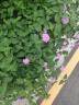 拉菲（LAFITE）花园珍藏赤霞珠干红葡萄酒750ml*2支礼盒装 父亲节礼物 进口红酒 实拍图