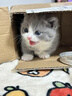 涴喵 苏氏纯种英短幼猫短毛猫大脸猫宠物猫咪活体辅助喂养 宠物级 【蓝白】 实拍图
