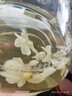 乐品乐茶茉莉飘雪茉莉花茶叶冷泡特级碧螺春2025新茶横县新茶春茶绿茶250g 实拍图