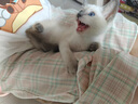 弗列加特猫粮 全价鲜肉天然粮 肠道养护配方 成猫猫粮鸡肉8kg 实拍图