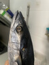 卖鱼七郎 青岛海捕大鲅鱼整条净重5斤（5-8条）马鲛鱼海鲜生鲜鱼类 实拍图