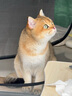 Orijen渴望猫粮 成猫幼猫干粮 全价通用无谷原味鸡肉进口1.8kg效期26/1 实拍图