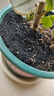 稻壳炭园艺草木灰养花种菜碳化谷壳颗粒纯天然钾肥农家肥腐熟肥料 稻壳炭10升 实拍图