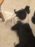 贵为（GiGwi）狗狗玩具飞盘飞环中大型犬耐咬户外训练巡回洁牙磨齿互动宠物玩具 实拍图