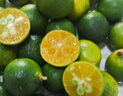 海南小金桔青金桔柠檬莫吉托新鲜水果奶茶店专用调味品单果5g-10g 海南青金桔3斤 实拍图