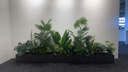 绿韵花田【两小时达】步步高发财树盆栽植物室内大型植物客厅开业公司门口 步步高发财树一对 实拍图