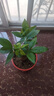 发财树盆栽大植物室内办公室桌面客厅小盆景招财树苗绿植花卉盆栽 小单杆发财树 2-3cm【加仑盆】 【送肥料】 实拍图