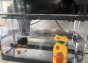 阔庭（KUOTING）鱼缸水族箱生态桌面鱼缸新款懒人鱼缸生态造景过滤制氧一体机黑色 实拍图
