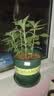 IAM City Farmer向日葵罐头盆栽儿童种植小盆栽diy种子幼儿园植物观察盆栽10066 实拍图