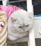 卫仕20%鸡肉冻干全价猫粮5kg 成猫幼猫主食猫干粮【近半袋冻干】 实拍图