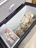星星（XINGX）300升家用减霜净味薄门冰柜 冷藏冷冻转换冷柜 节能顶开冰箱 BD/BC-300KE国家补贴 实拍图