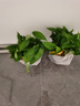 双盟绿萝盆栽除甲醛花卉绿植办公室180款加仑自吸水盆8盆装源头直发 实拍图