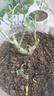 春枝韵月季花苗玫瑰花老桩老根四季盆栽室内开花不断大花浓香室外特大花 G3一棵多色玫瑰 不含盆 实拍图