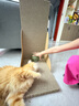 hoopet猫玩具猫薄荷球自嗨解闷磨牙洁齿神器猫猫小猫逗猫棒宠物猫抓板猫咪用品大全超大啃咬逗猫球 10cm猫薄荷球  自嗨利器 实拍图