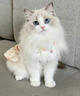 LEGENDSANDY蓝氏全价猫粮生鲜高能系列成猫幼猫 试用 试吃 猎鸟乳鸽 50g*5 实拍图