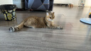Orijen渴望猫粮 成猫幼猫干粮 全价通用无谷原味鸡肉进口1.8kg效期26/1 实拍图