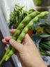 云南四季豆五斤新鲜现摘云南长扁豆角农家应当季蔬菜芸豆现摘菜豆 新鲜四季豆五斤带箱 实拍图