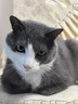 Orijen渴望猫粮 成猫幼猫干粮 全价通用无谷原味鸡肉进口5.4kg效期25/12 实拍图