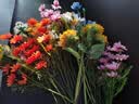 草木鲜生假花仿真花摆设小雏菊绿植装饰花卉真花高档花艺干花束洋甘菊摆件 实拍图