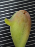 京喜加海南贵妃芒果 新鲜水果甜心芒果热带现摘红金龙芒果整箱水 贵妃两斤装200g+ 实拍图