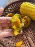 自然搭档 正宗陕西贝贝南瓜 粉面香甜小南瓜 新鲜蔬菜香甜软糯产地直发 净重 3斤 （2-5个） 实拍图