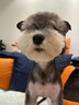 Orijen渴望狗粮 成犬幼犬无谷天然鸡肉进口全价通用犬粮11.4kg效期26/2 实拍图