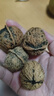 云南今年新货野生老树核桃纸皮薄皮孕妇黑桃薄壳干黑桃零食无漂 【深山臻品】103精品特级大果5斤 实拍图