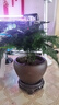 开时果 文竹盆栽桌面摆件盆景 办公室植物竹子水培绿植盆景源头直发包邮 精品文竹+原生盆 实拍图