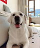 比利玛格澳洲进口无谷狗粮犬粮全价干粮泰迪金毛萨摩鲜肉成幼犬中小大型犬 高龄老年犬专用9kg【26年8月】 实拍图