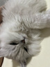 霍曼（Homerun）三代智能宠物饮水机 无线水泵自动循环流动水猫咪狗狗喂水器 实拍图