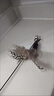 牧灵CFA赛级逗猫棒猫咪玩具自嗨解闷逗猫棒羽毛铃铛替换头小宠物用品 CFA赛级逗猫棒+橘色+彩色羽毛 实拍图