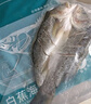 钓鱼记开背海鲈鱼1斤-1.3斤 三去净重 冷冻 生鲜 鱼类 海鲜水产 实拍图