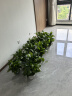 双盟绿萝盆栽除甲醛花卉绿植办公室新房净化空气180加仑4盆装源头直发 实拍图