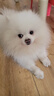 贝爵狗粮 幼犬成犬通用中小型犬小颗粒奶糕粮泰迪比熊博美柴犬粮狗食 全犬期5斤装 实拍图