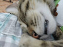 田田猫瓦楞纸平板直板耐磨耐抓不掉屑替换芯猫磨爪猫抓板猫咪用品 实拍图