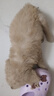 雷米高（RAMICAL）澳宝鲜肉注浆犬粮装金毛狗粮通用型泪痕幼犬狗粮500g 实拍图