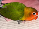 豪蚨鹦鹉雏半毛活体宠物观赏玄凤雏鸟牡丹小太阳活物亲人上手幼鸟豪蚨 爱情鸟半毛1只 实拍图