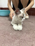 唯特医生猫咪狗狗洗耳液宠物耳螨滴耳液清洗液消炎药氟苯尼考甲硝唑20ml 实拍图