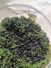 疯狂水草鱼缸水草种子水培植物直接入鱼缸造景水草籽种子速成小对叶牛毛草 实拍图