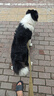 泰淘气宠物益生菌猫咪狗狗犬用调理肠胃软便拉稀腹泻胃肠宝10袋/盒 实拍图
