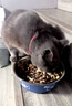 憨憨乐园狗碗大型犬水盆狗盆不锈钢碗宠物食盆中型犬喝水狗狗食碗猫碗饭盆 实拍图