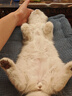 猫罐头主食罐 barf霸弗全价主食罐幼猫专用85g*24鲜鸡肉呵护泌尿 实拍图