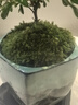 开时果 小叶赤楠盆景摆件 办公室桌面绿植花卉好养盆栽植物源头直发包邮 山水陶瓷盆+苔藓+底座 实拍图
