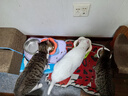 喔喔（WOWO）猫罐头猫零食 猫湿粮成猫宠物猫用浓汤补水罐 金枪鱼扇贝 *12罐 实拍图
