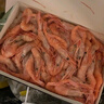 鲜京采 原装进口格陵兰北极甜虾刺身2斤装 90-150只/kg 即食 MSC认证 实拍图