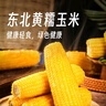 京鲜生 东北黄糯玉米净重3.6斤 8根单根220g以上  加热即食 源头直发 实拍图
