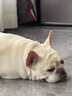 皇家狗粮 斗牛犬成犬狗粮 宠物中型犬 FBA26 全价犬粮 ≥12月 6.5KG 实拍图